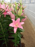 [4215 Barrage No01.JPG]